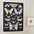 Moth Art Print with a black background with purple and mustard colour moths from Banquet Workshop