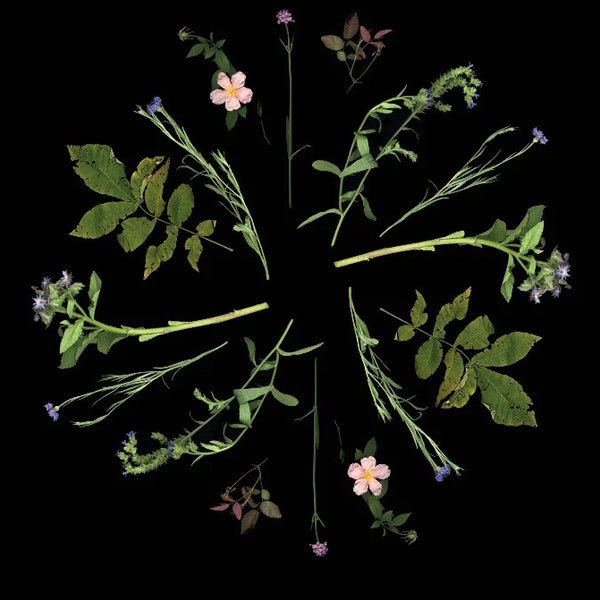 Georgie Russell - Herbarium print, Sight