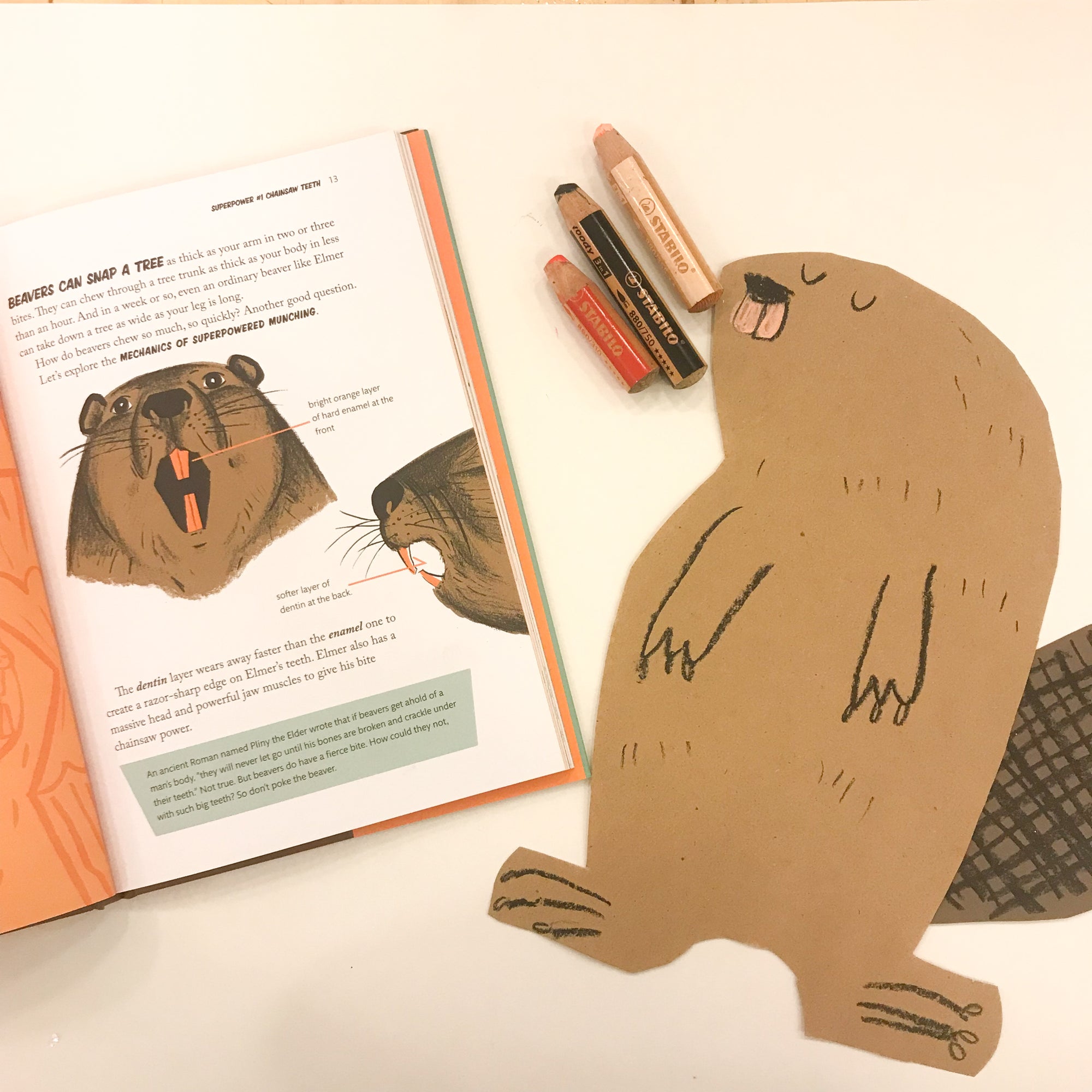 The SuperPower Field Guide to BEAVERS by Rachel Poliquin