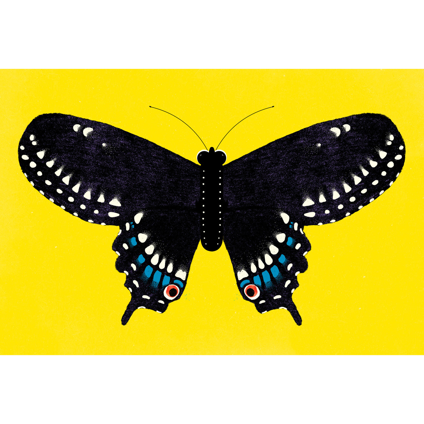 Robin Mitchell Cranfield - Black Swallowtail Art Print
