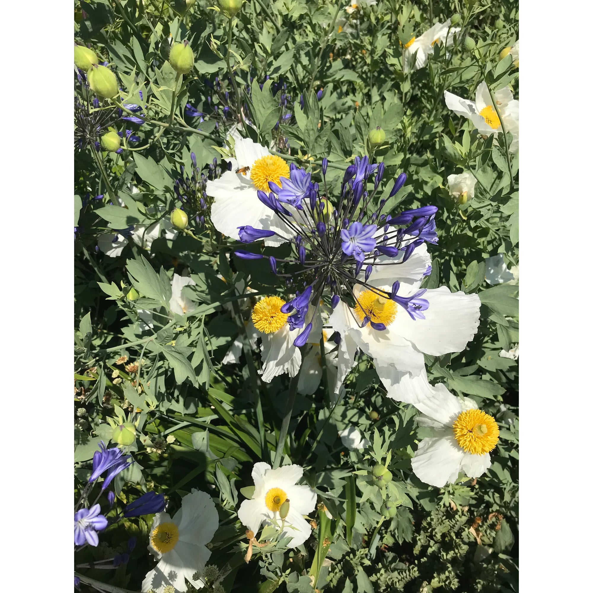 California Tree Poppy T-Shirt