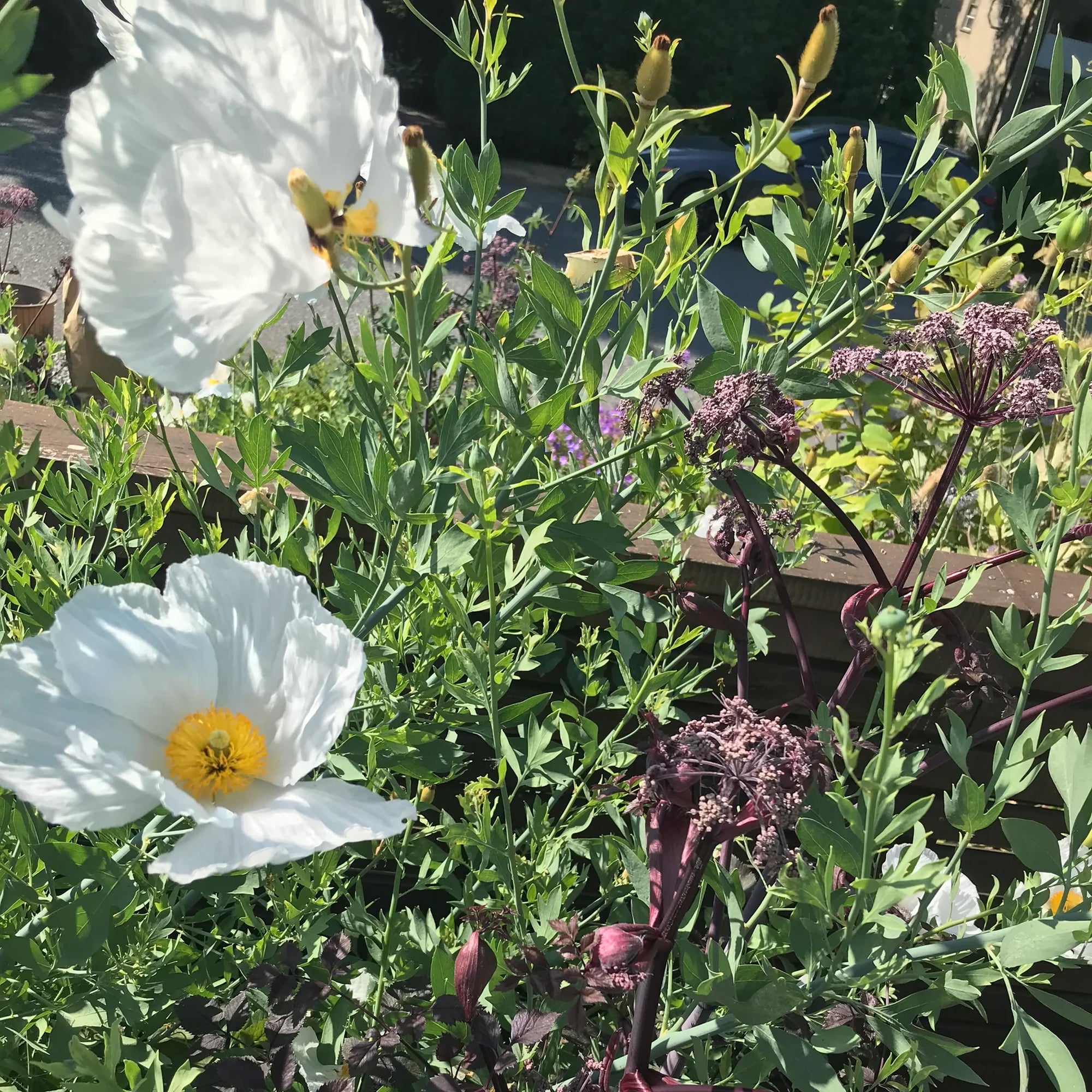 California Tree Poppy T-Shirt