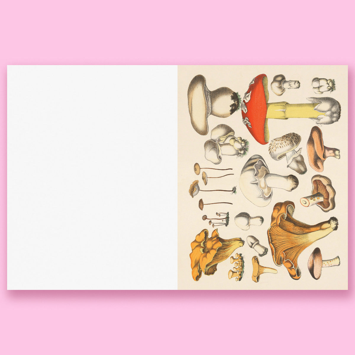 Cut-out Curiosities: Botanica: A Collage Book: A compelling compendium of botanical peculiarities and antique florals to cut and collage by Maximillian Malone