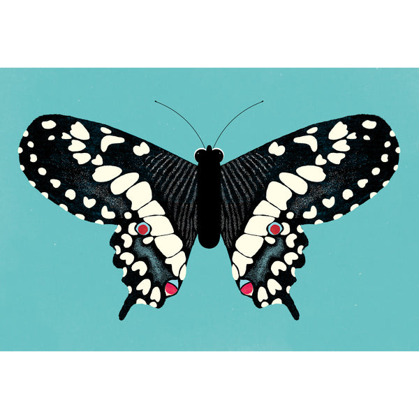 Robin Mitchell Cranfield - Emperor Swallowtail Art Print