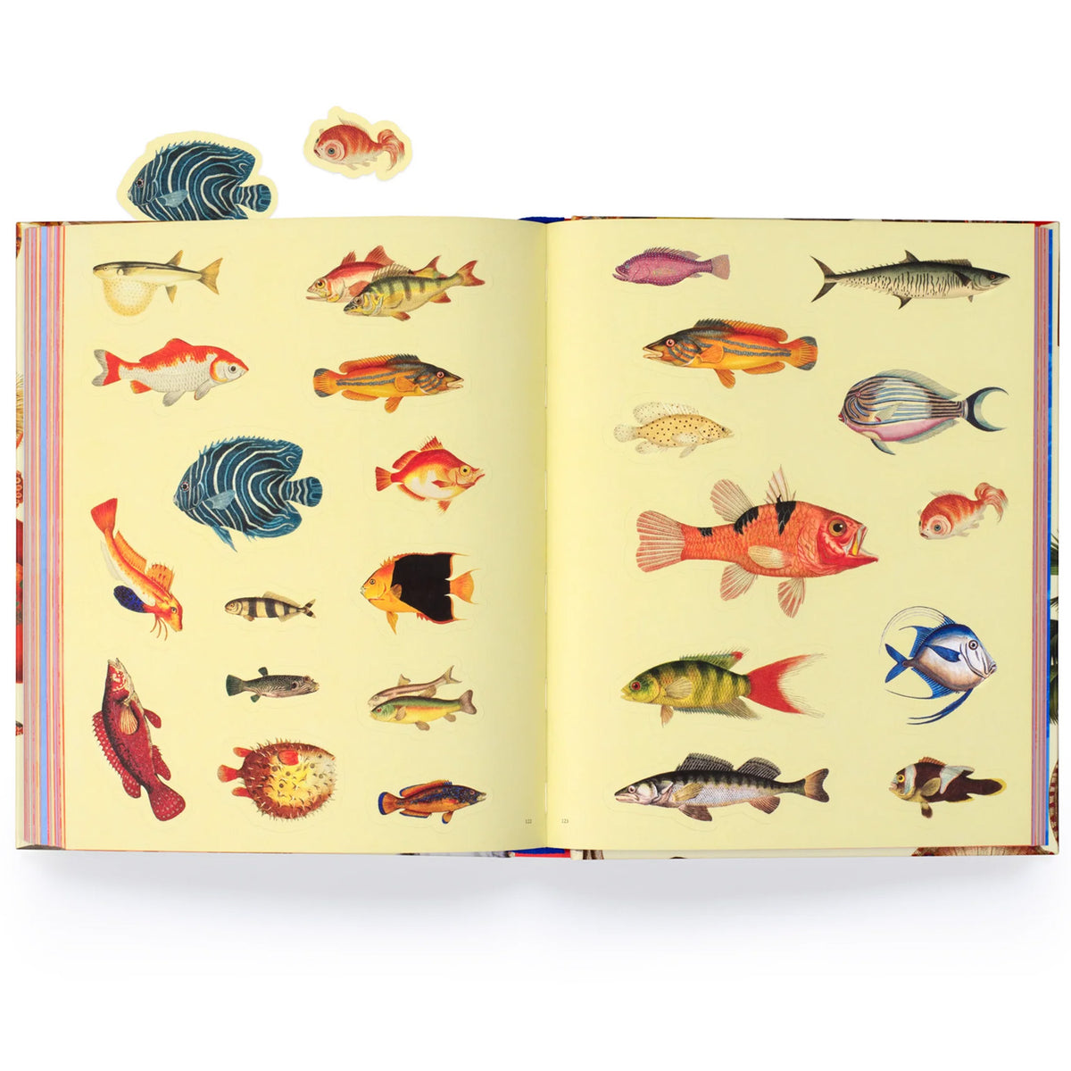 Extraordinary Things Sticker Book by Maria Rivans