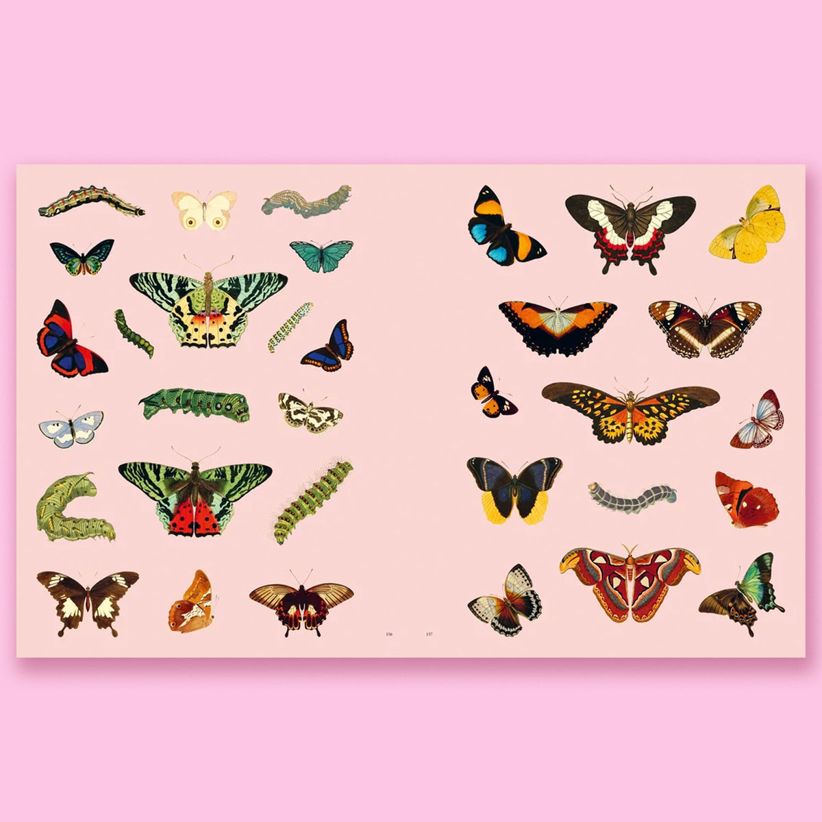 Extraordinary Things Sticker Book by Maria Rivans