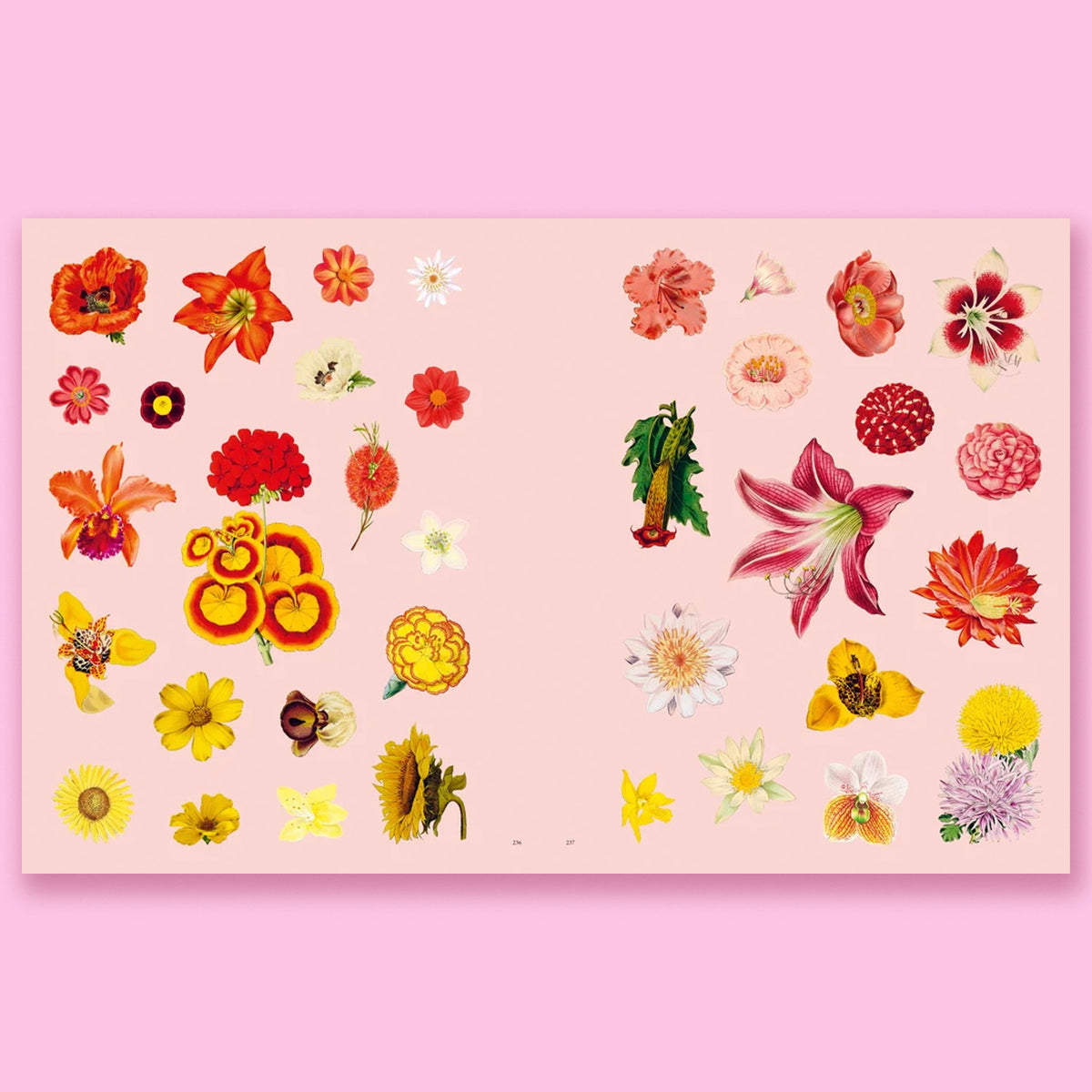 Extraordinary Things Sticker Book by Maria Rivans