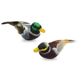 Feathered Mallard Ducks with gator clip