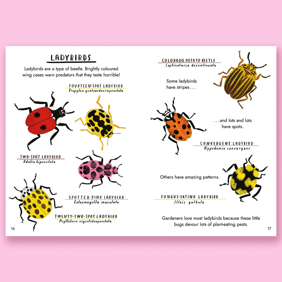 Hello Bugs: A Little Guide to Nature by Nina Chakrabarti