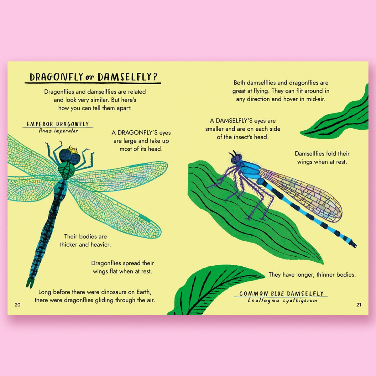 Hello Bugs: A Little Guide to Nature by Nina Chakrabarti