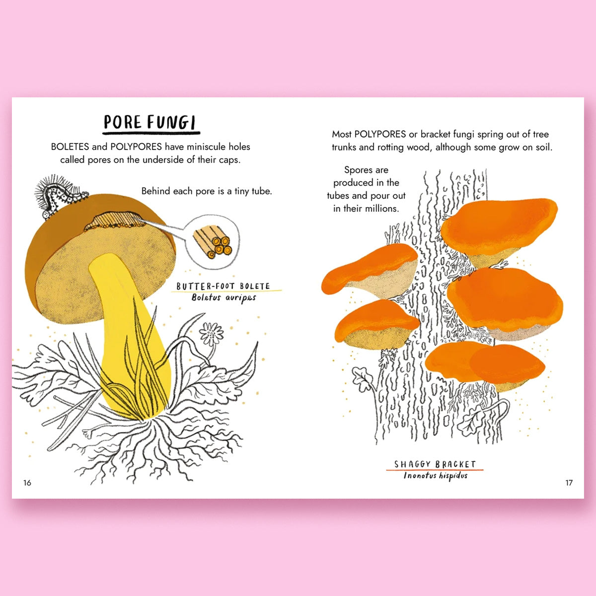 Hello Fungi: A Little Guide to Nature by Nina Chakrabarti