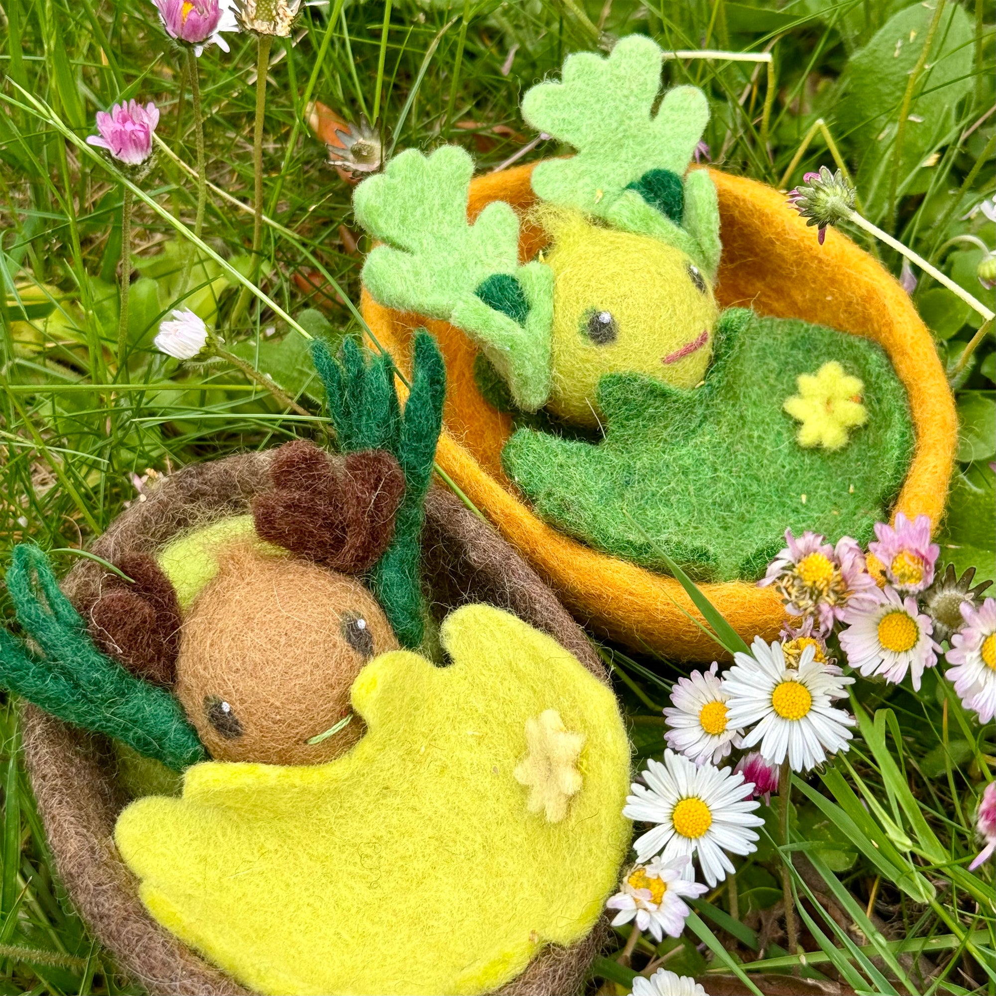 Oak Mini Greenie