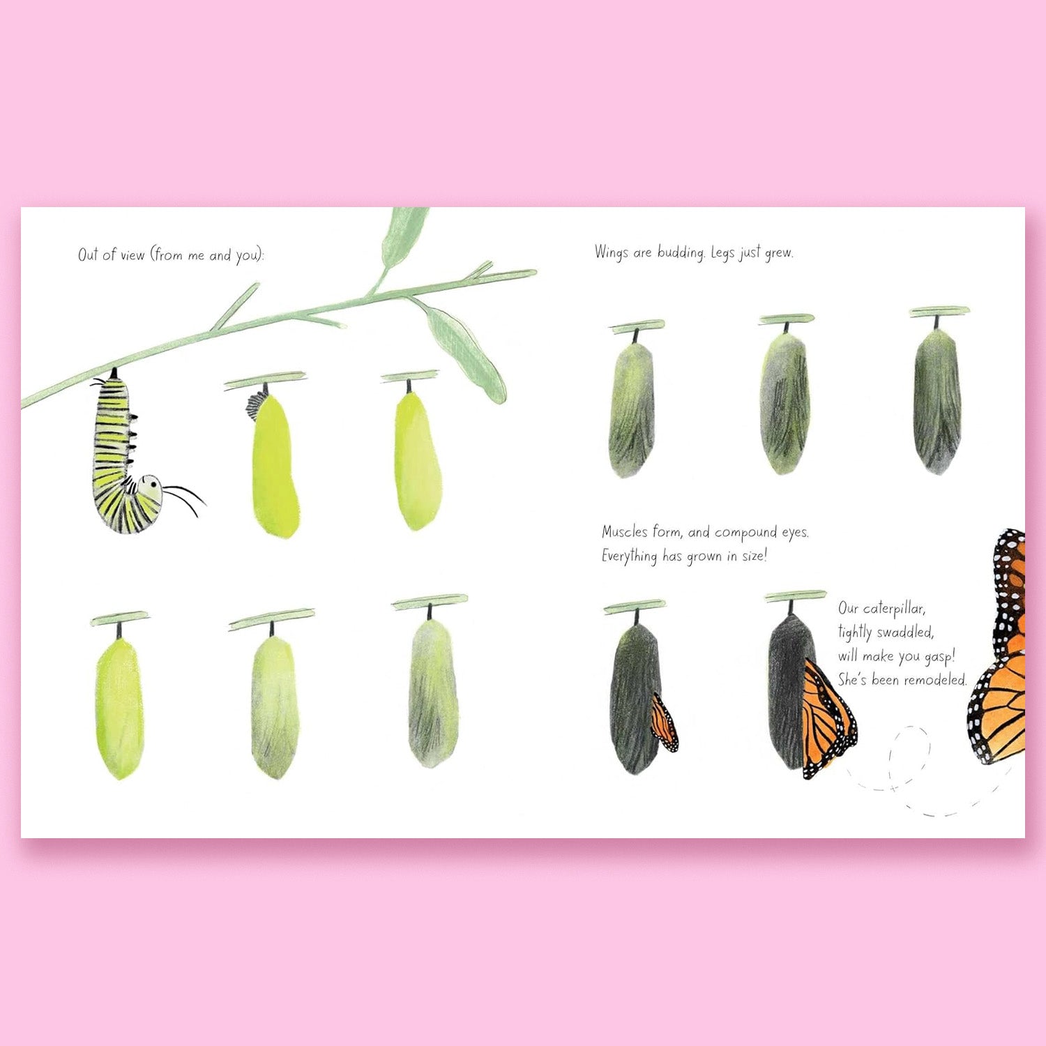 The Monarch by Kirsten Hall and Isabelle Arsenault