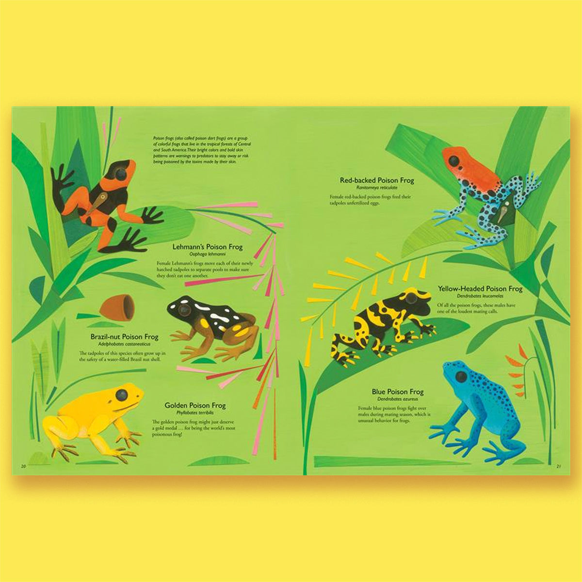 My Book of Frogs and Toads by Geraldo Valério