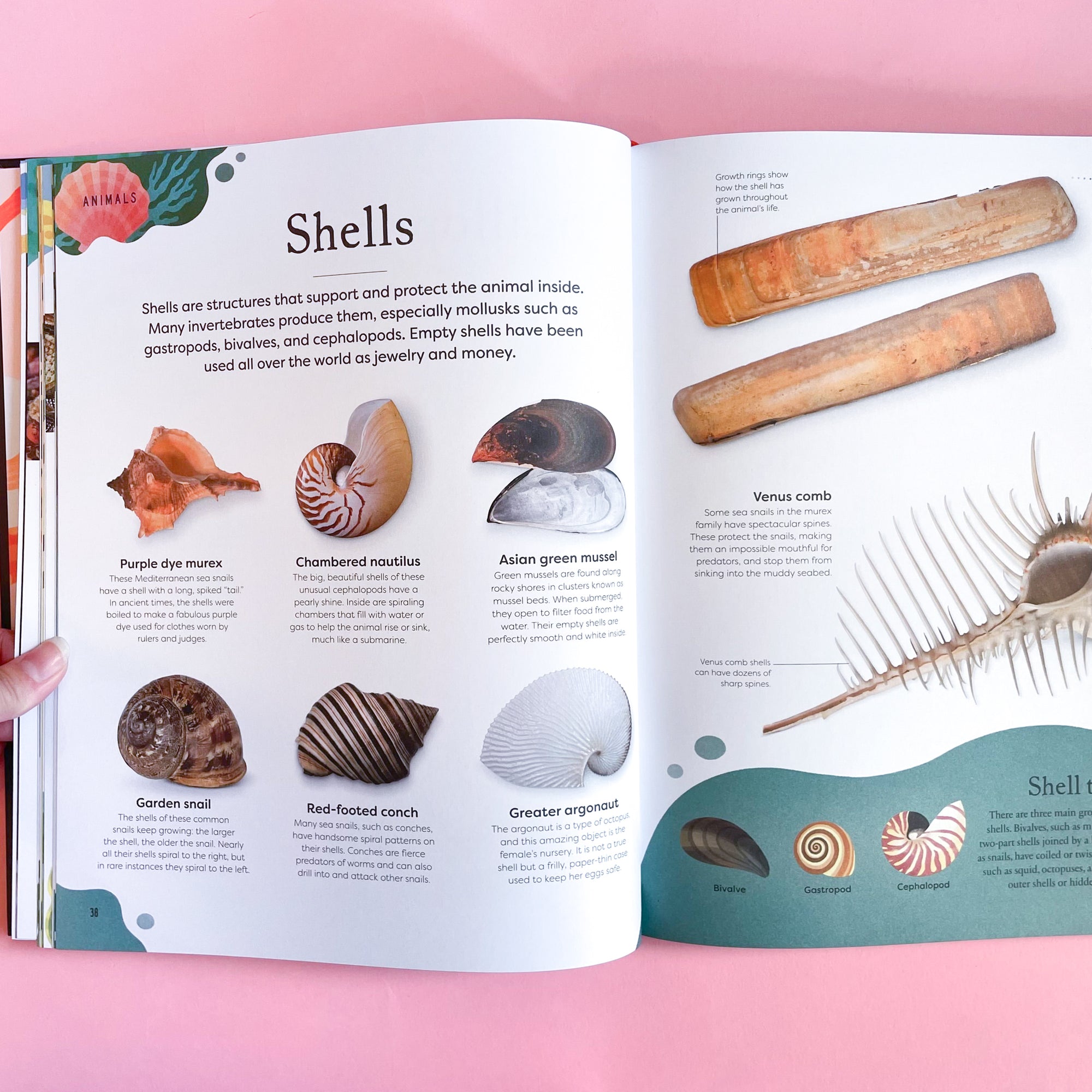 Nature&#39;s Treasures: Tales Of More Than 100 Extraordinary Objects From Nature by Ben Hoare