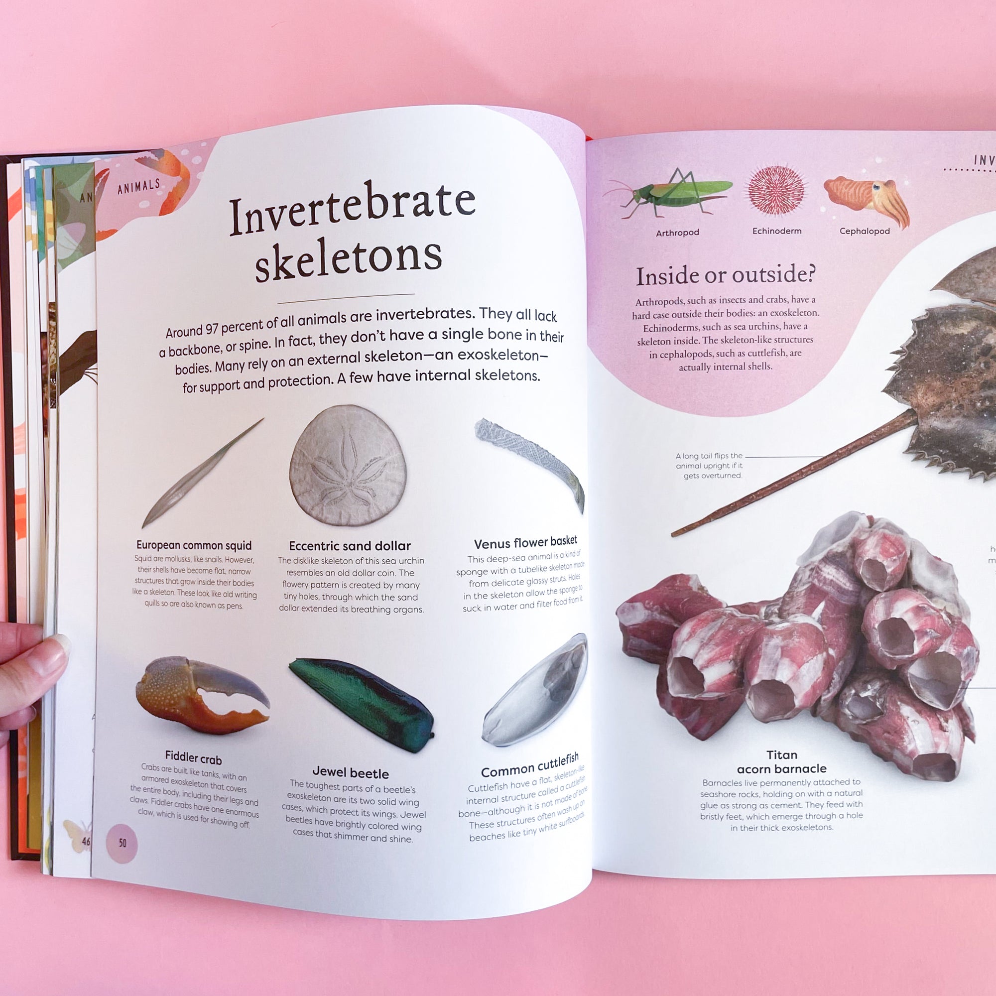 Nature&#39;s Treasures: Tales Of More Than 100 Extraordinary Objects From Nature by Ben Hoare