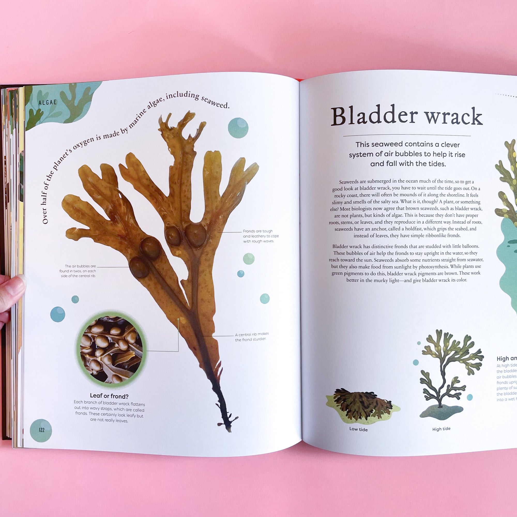 Nature&#39;s Treasures: Tales Of More Than 100 Extraordinary Objects From Nature by Ben Hoare