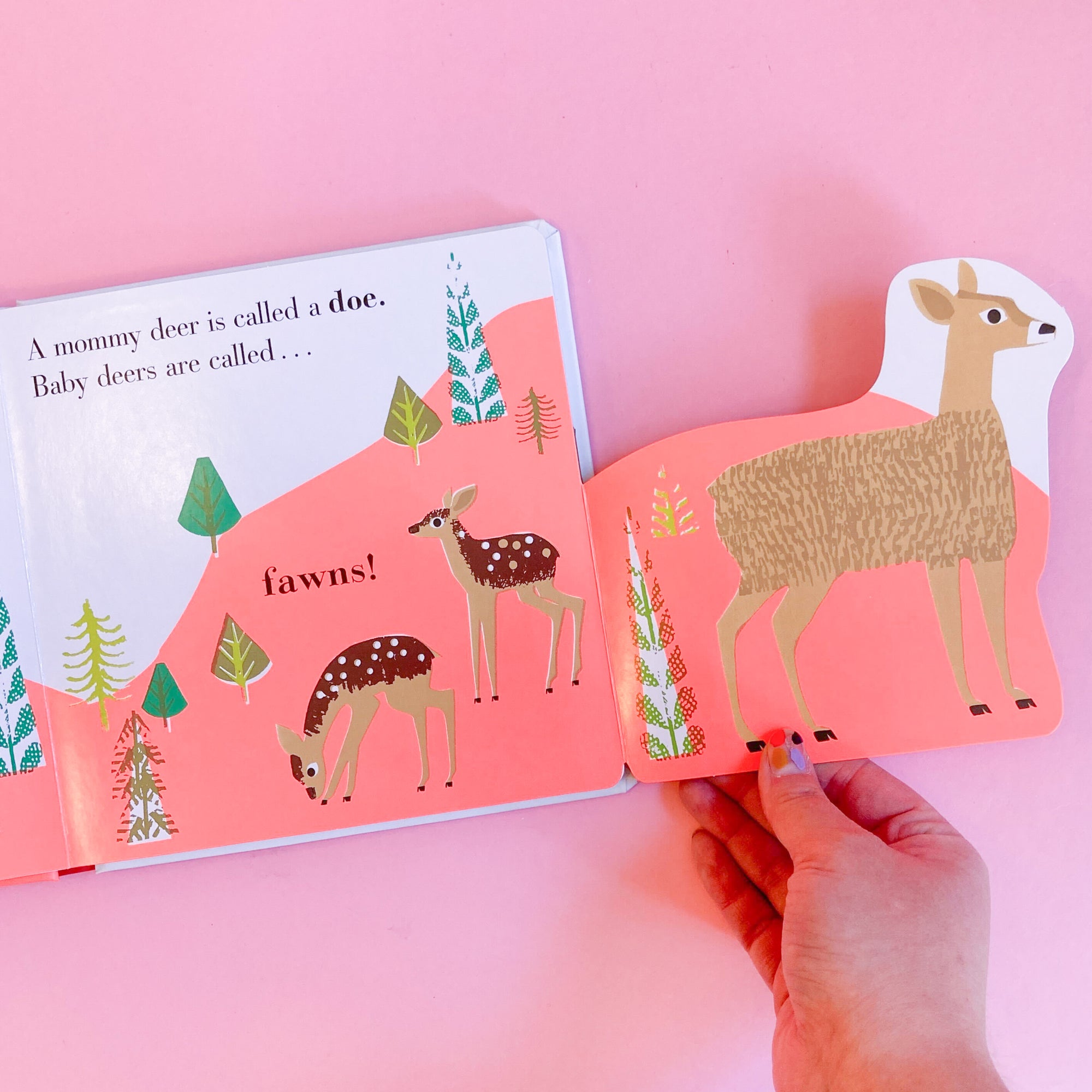 Animal Families: Forest by Nosy Crow and Jane Ormes