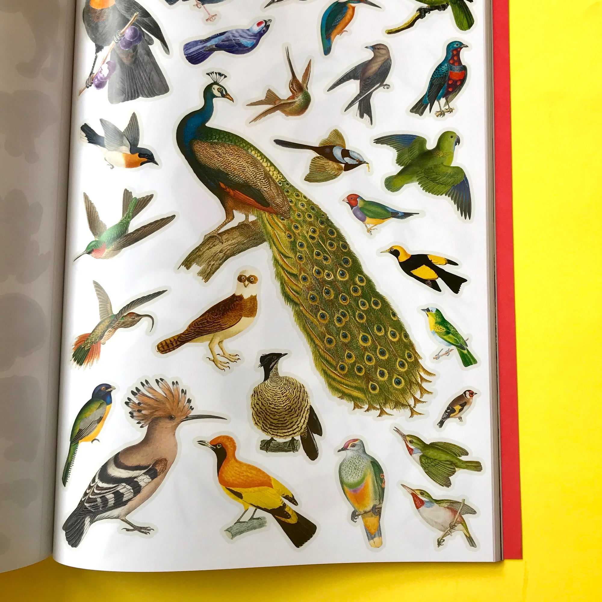 Extraordinary Things To Collage by Maria Rivans